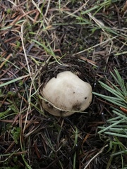 Inocybe albodisca