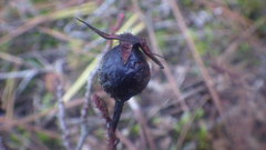 Rosa spinosissima myriacantha