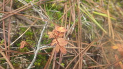 Rosa spinosissima myriacantha