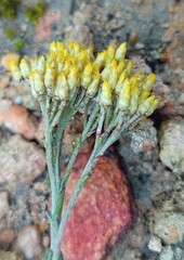 Helichrysum rutilans
