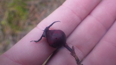 Rosa spinosissima myriacantha