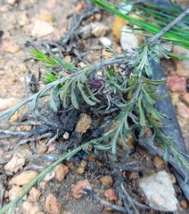 Helichrysum rutilans