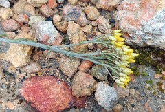 Helichrysum rutilans