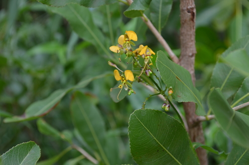 Aneilema johnstonii image