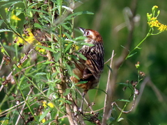 Sphenoeacus afer natalensis