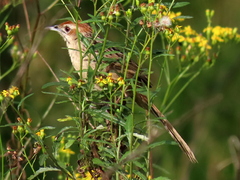 Sphenoeacus afer natalensis