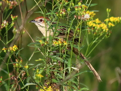 Sphenoeacus afer natalensis