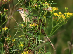 Sphenoeacus afer natalensis
