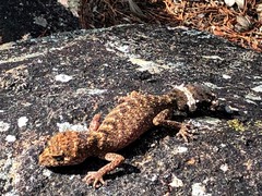 Uvidicolus sphyrurus