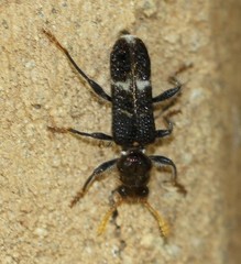 Scrobiger splendidus