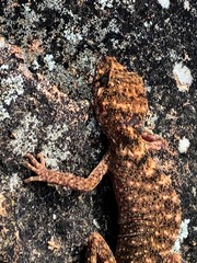 Uvidicolus sphyrurus