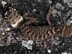 Uvidicolus sphyrurus