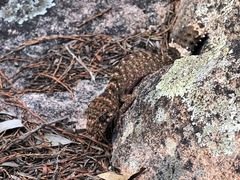 Uvidicolus sphyrurus