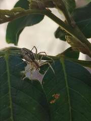 Araneae