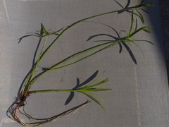 Juncus repens