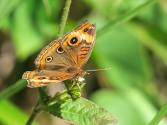 Junonia neildi