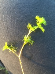 Ranunculus circinatus