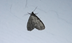 Dyspyralis puncticosta