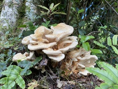 Bondarzewia kirkii