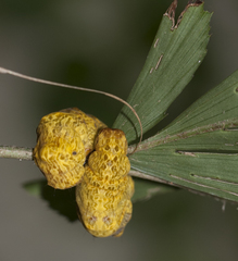Ischyja manlia