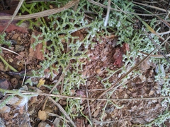 Lycopodium japonicum