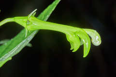 Image of Burmeistera virescens
