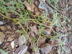 Lycopodium japonicum