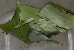 Ischyja manlia