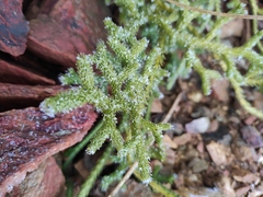 Lycopodium japonicum