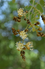 Julbernardia globiflora