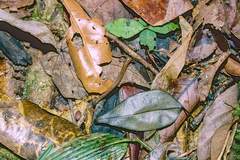 Haemadipsa interrupta