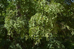 Julbernardia globiflora