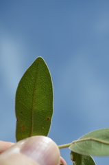 Julbernardia globiflora