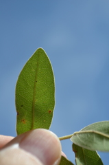 Julbernardia globiflora