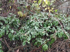 Cornus hongkongensis