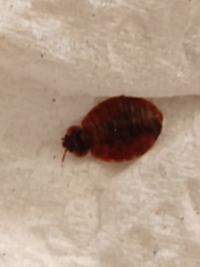 Cimex lectularius
