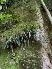 Quesnelia liboniana