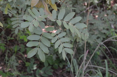 Julbernardia globiflora