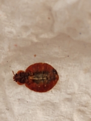Cimex lectularius