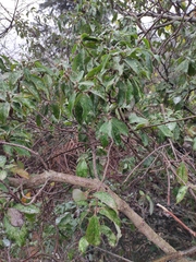 Cornus hongkongensis