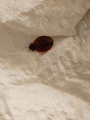 Cimex lectularius