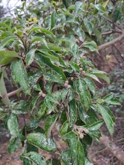 Cornus hongkongensis