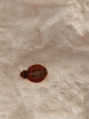 Cimex lectularius