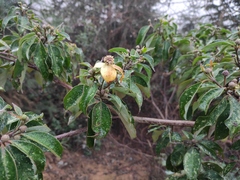 Cornus hongkongensis