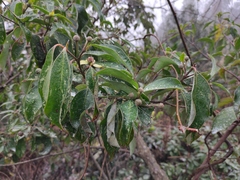 Cornus hongkongensis