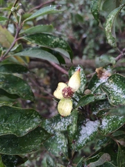 Cornus hongkongensis