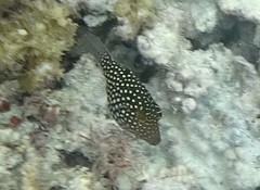 Canthigaster janthinoptera