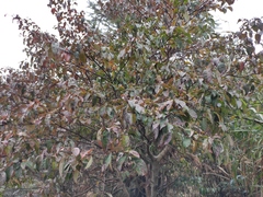 Cornus hongkongensis