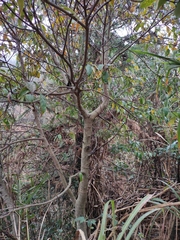 Cornus hongkongensis