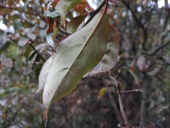 Cornus hongkongensis